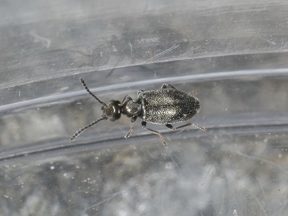 Microhoria plumbea - Anthicidae